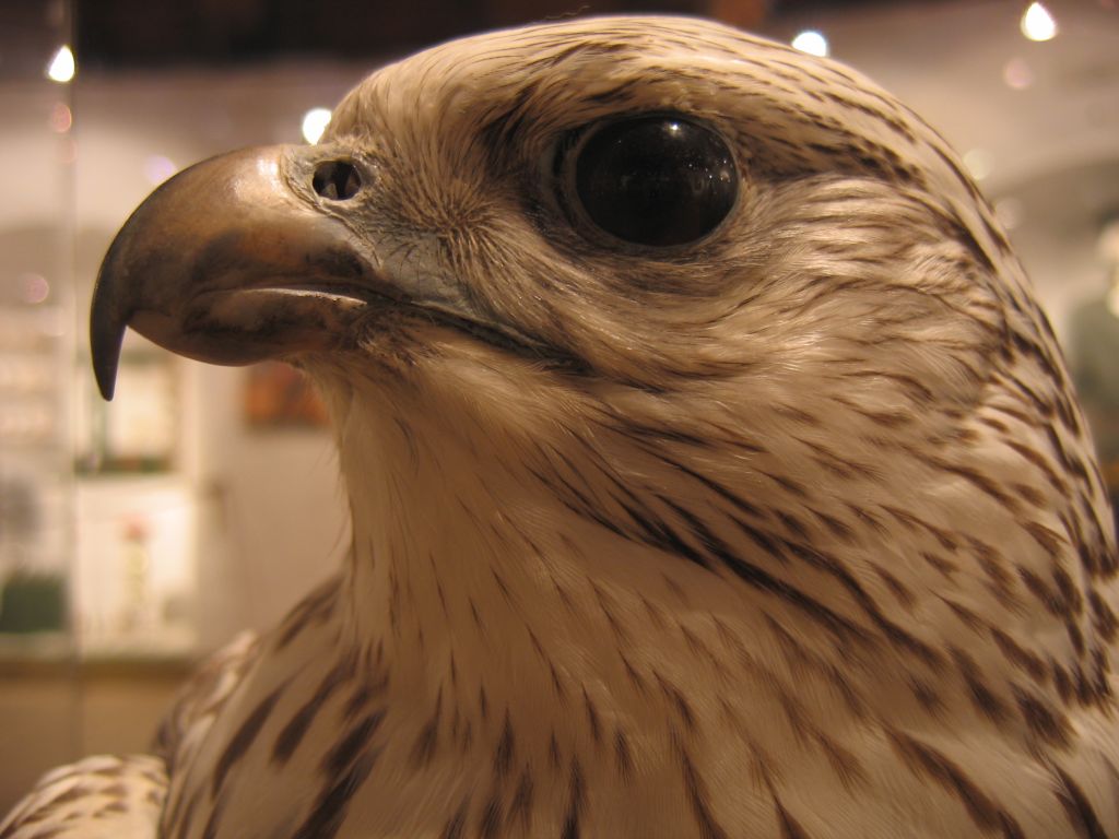 Falco 2