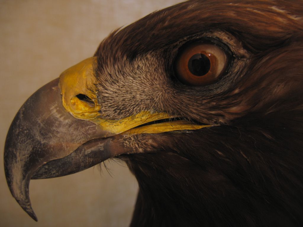 Aquila