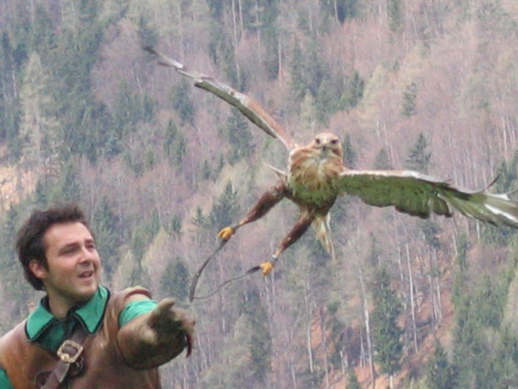 Falco in volo