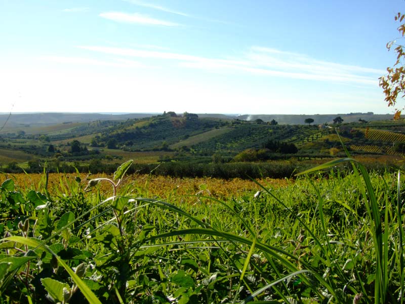Campagne a Salemi