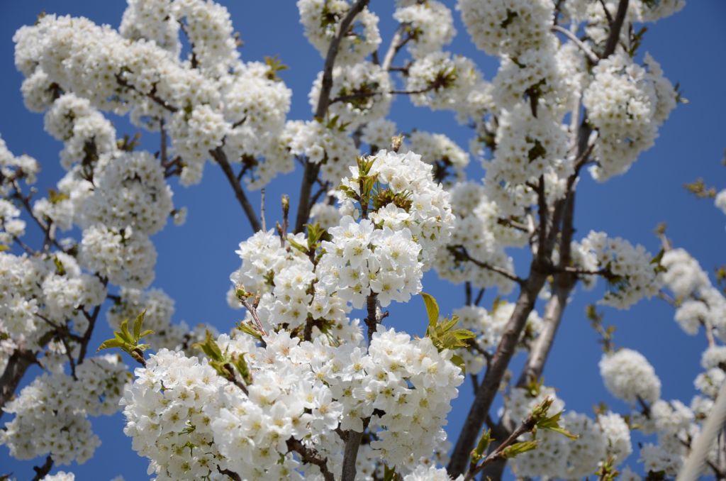 Spring boom