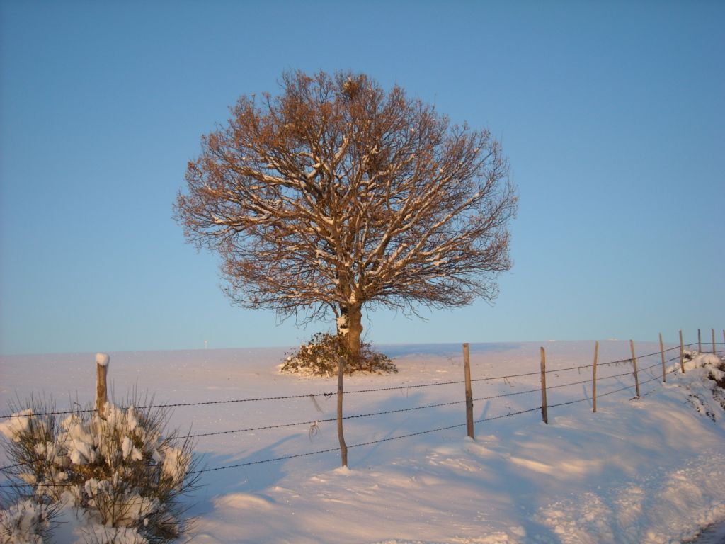 Solitude