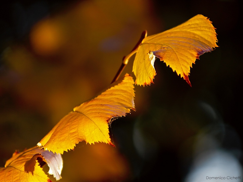 autunno