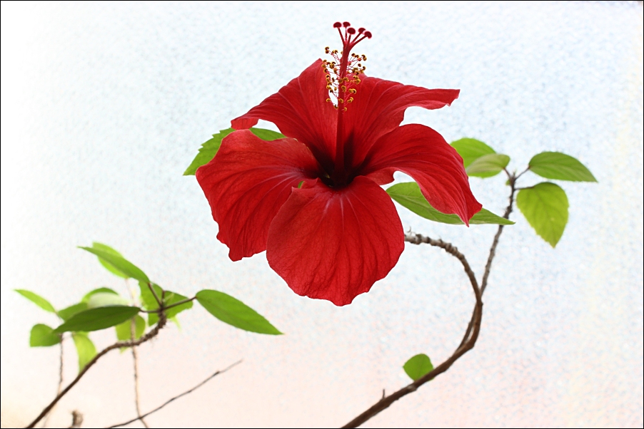 Fiore di Ibiscus - 9