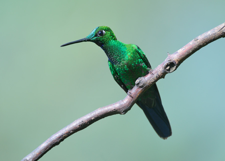 colibri'