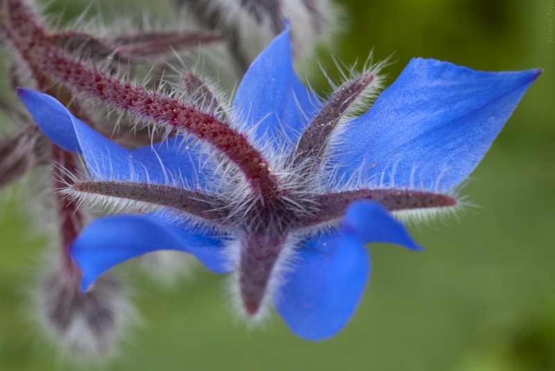 fiore