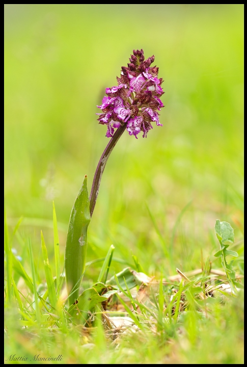 Orchidea