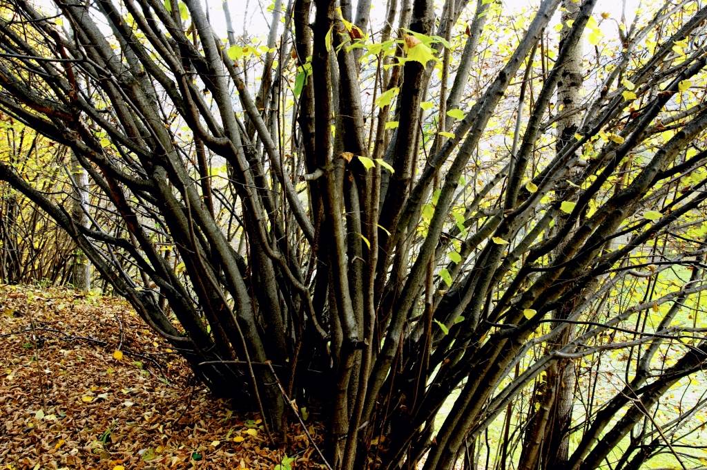Autunno 2005 1