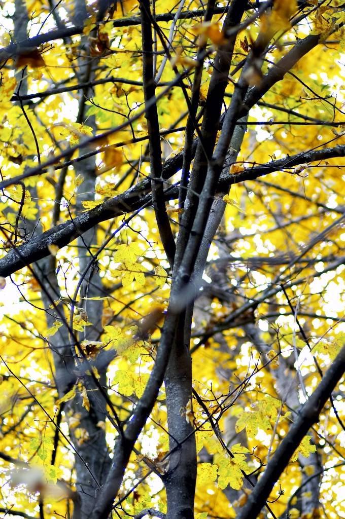Autunno 2005 4