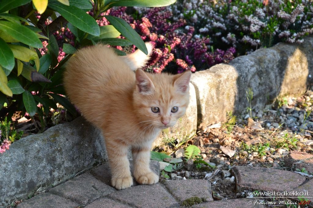 Giuliano
