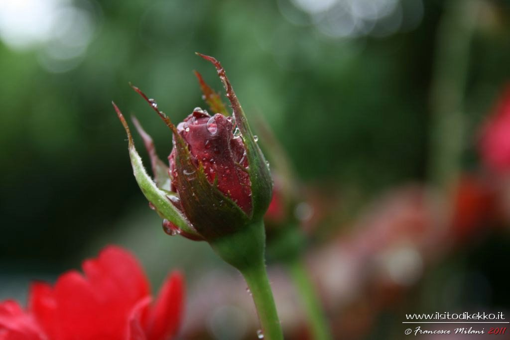 Rosellina