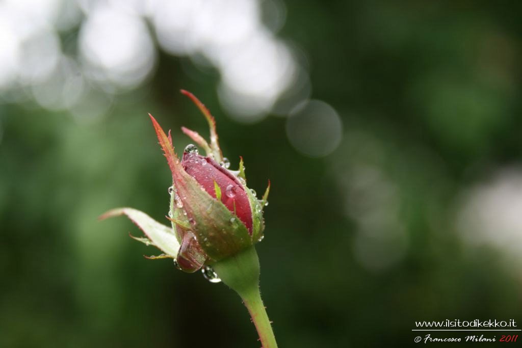 Bocciolo di rosa