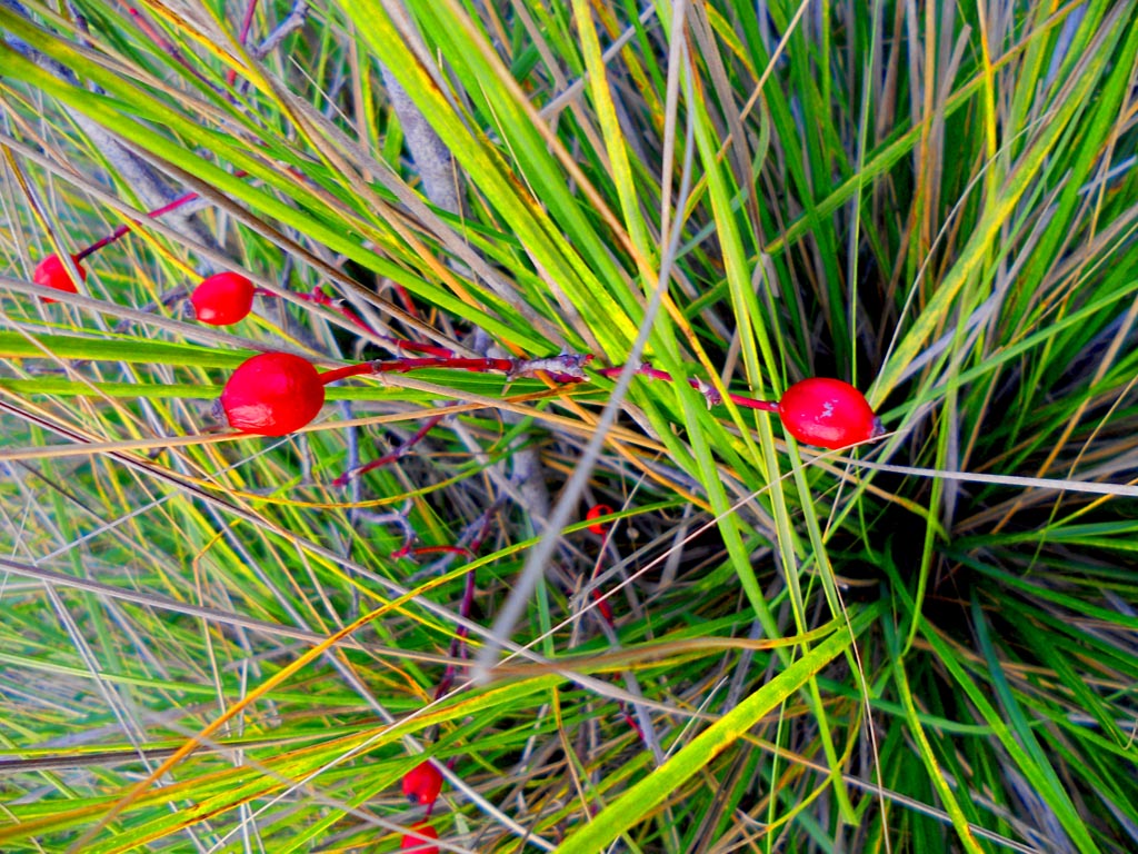 natura e colori