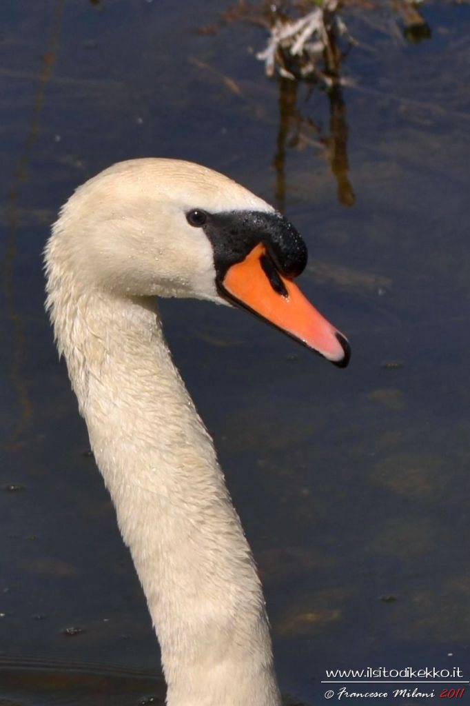 Pap cigno sempre allerta