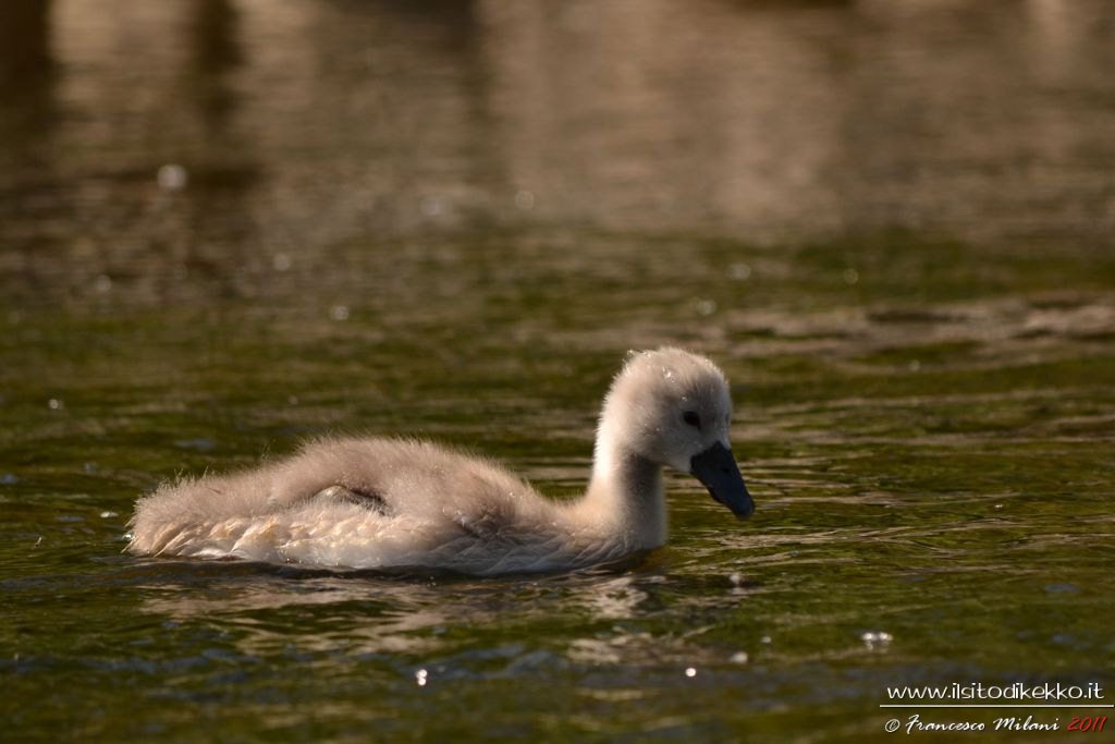 Solitario