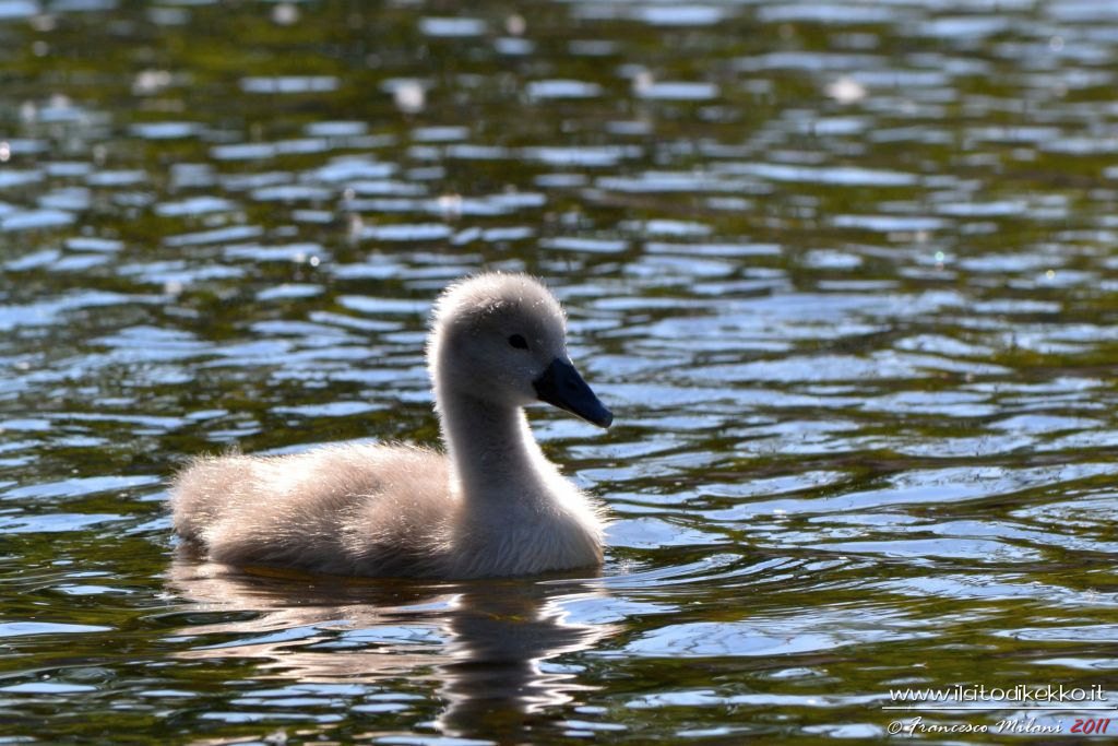Solitario