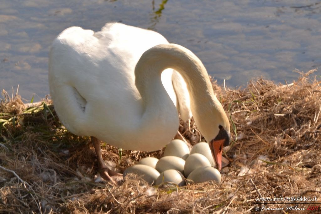 Mamma cigno