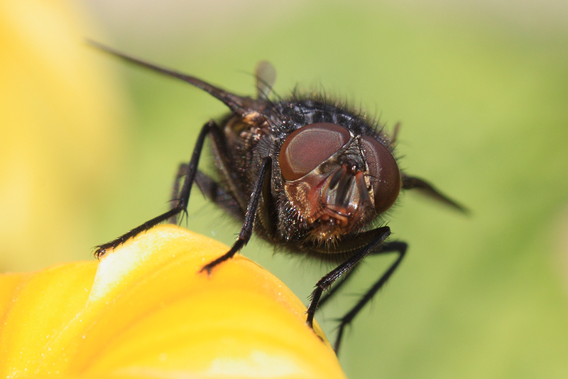 Mosca