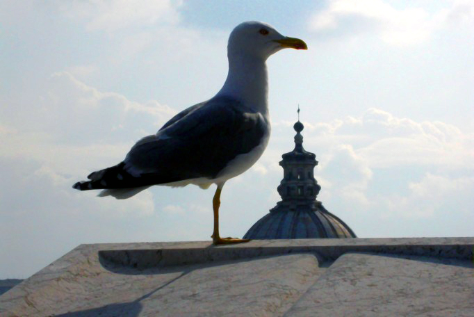 Gabbiano