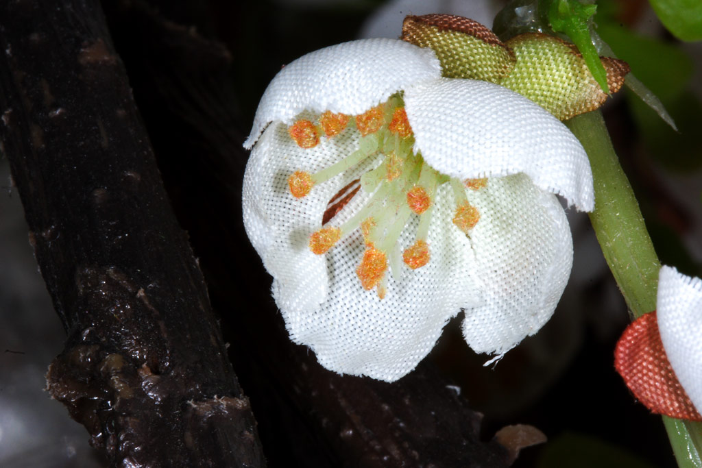 fiore
