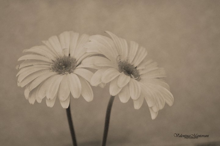 {Flowers}