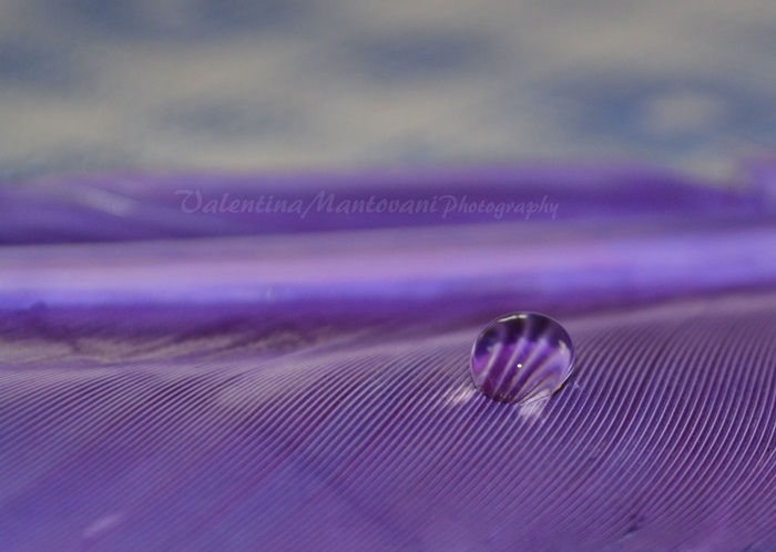 {Drop}