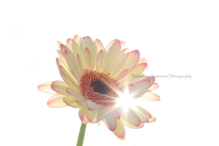{White light}