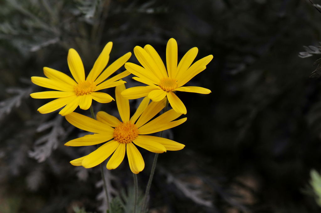 Fiori