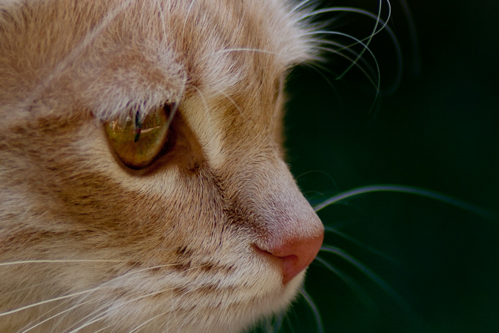 La mia gattina