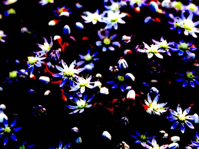 fiori notturni