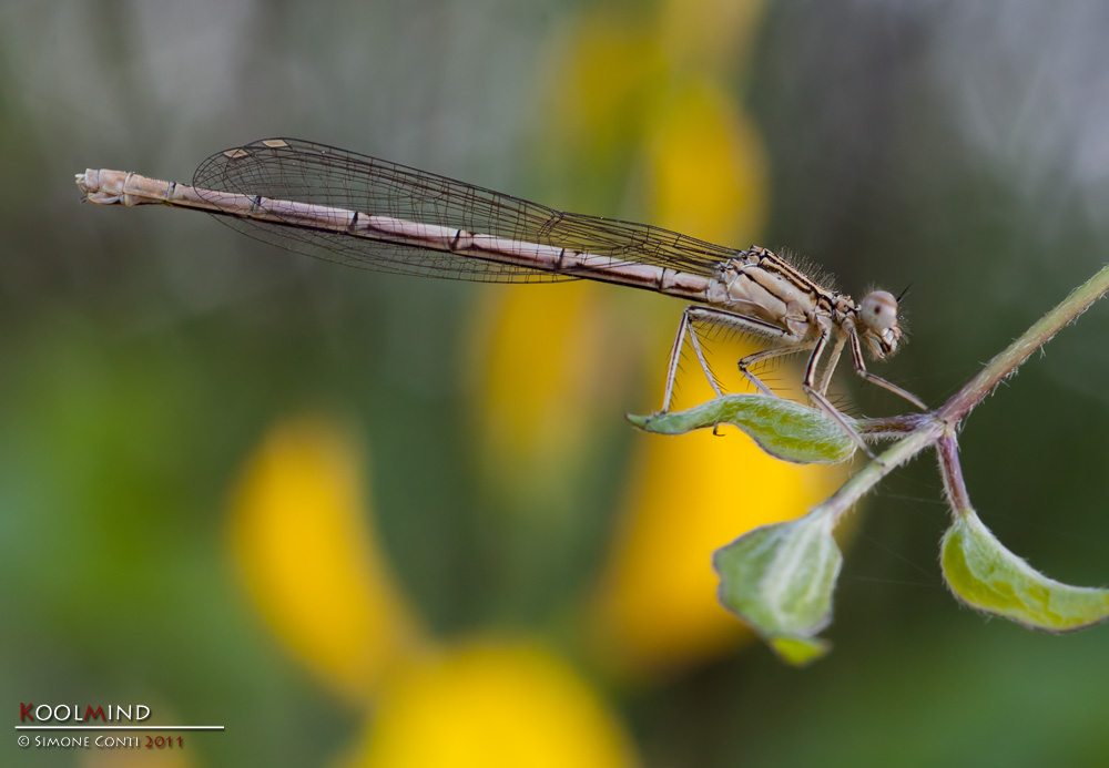 Platycnemis pennipes