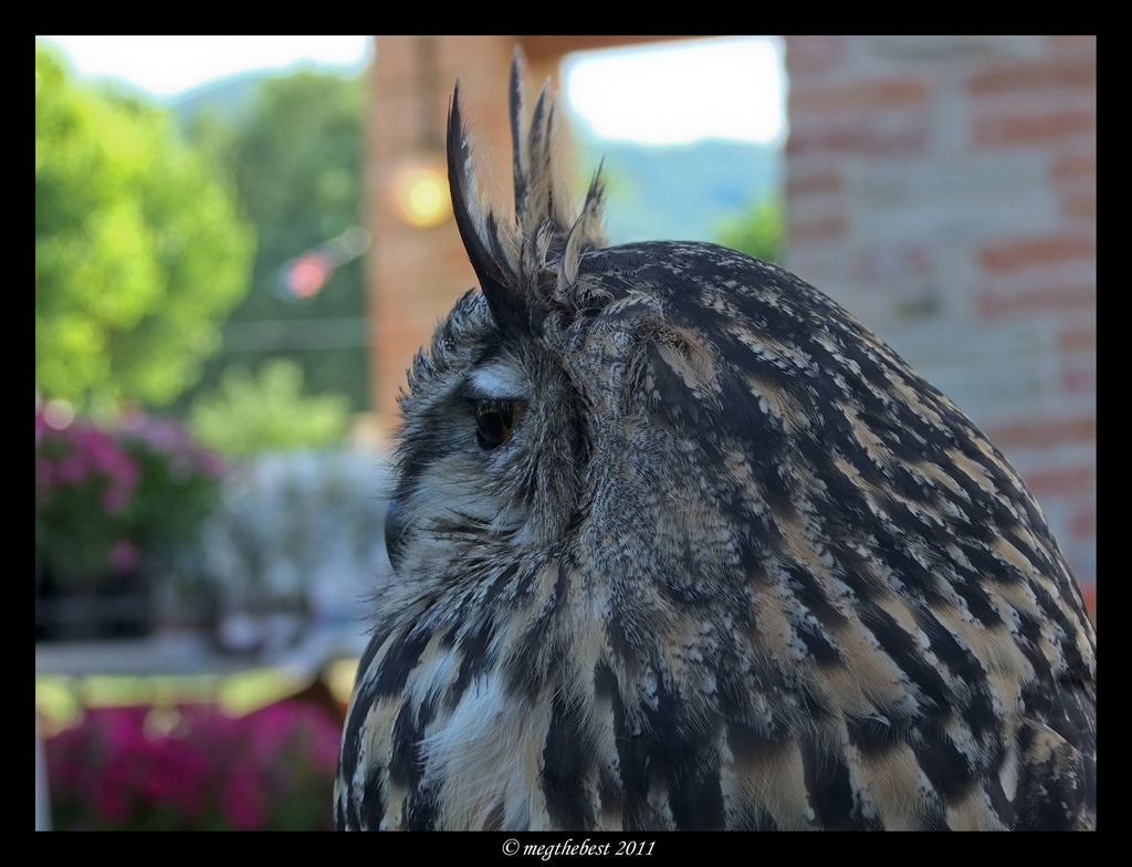 Gufo reale 1