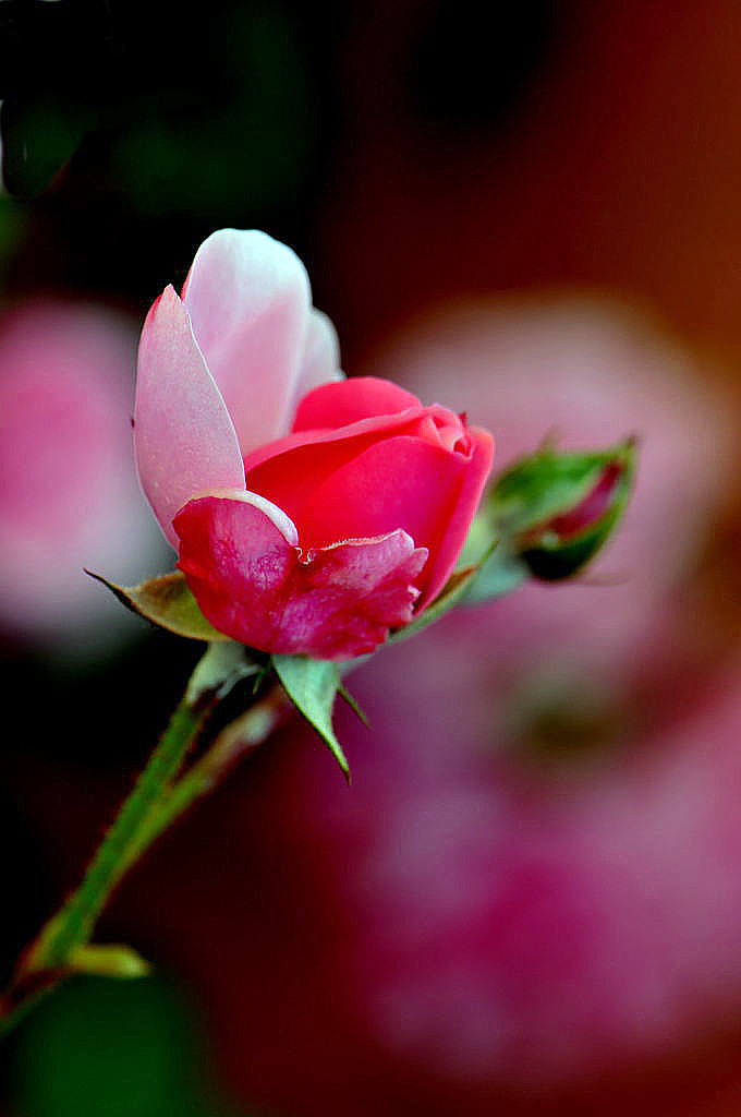 Rosa