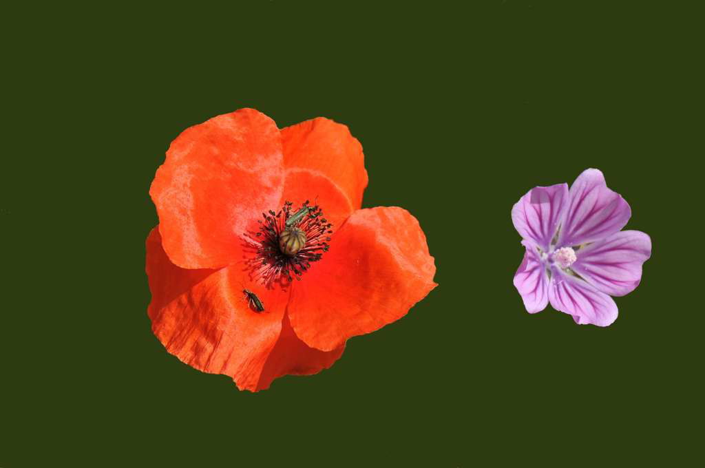 Fiori