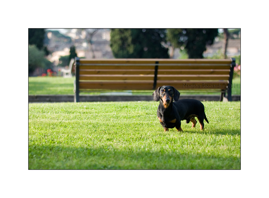 Walking dog