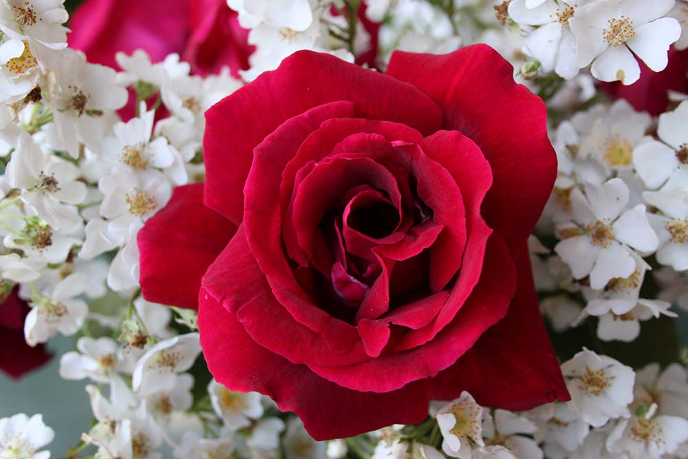 rosa