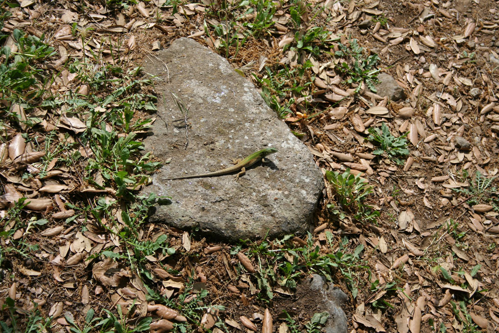 Lucertola
