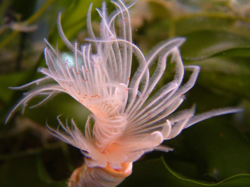 Protula tubularia
