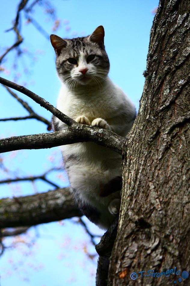 Micio sull'albero