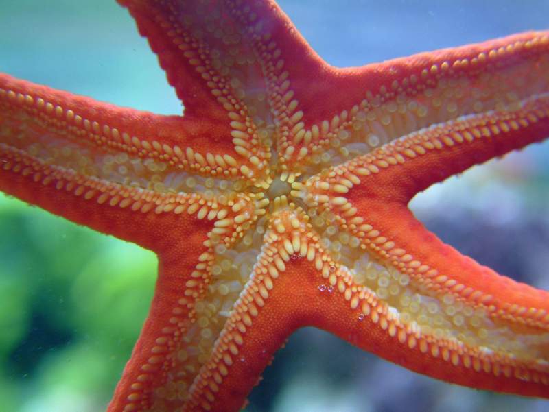 Hacelia attenuata