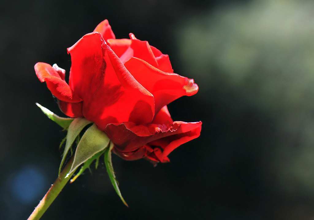Rosa