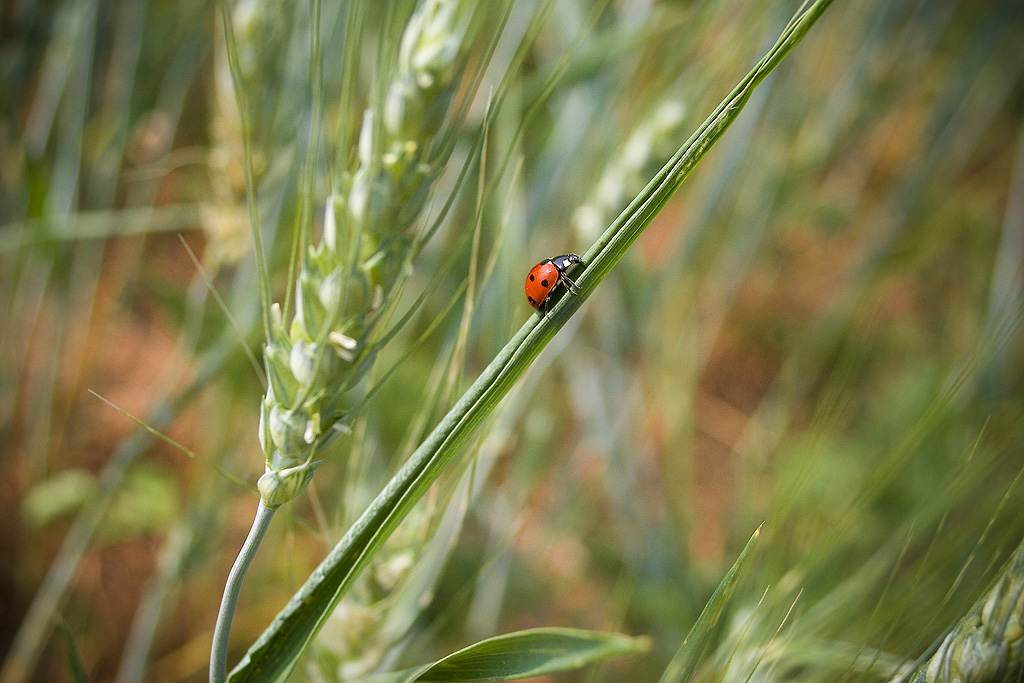 salitona