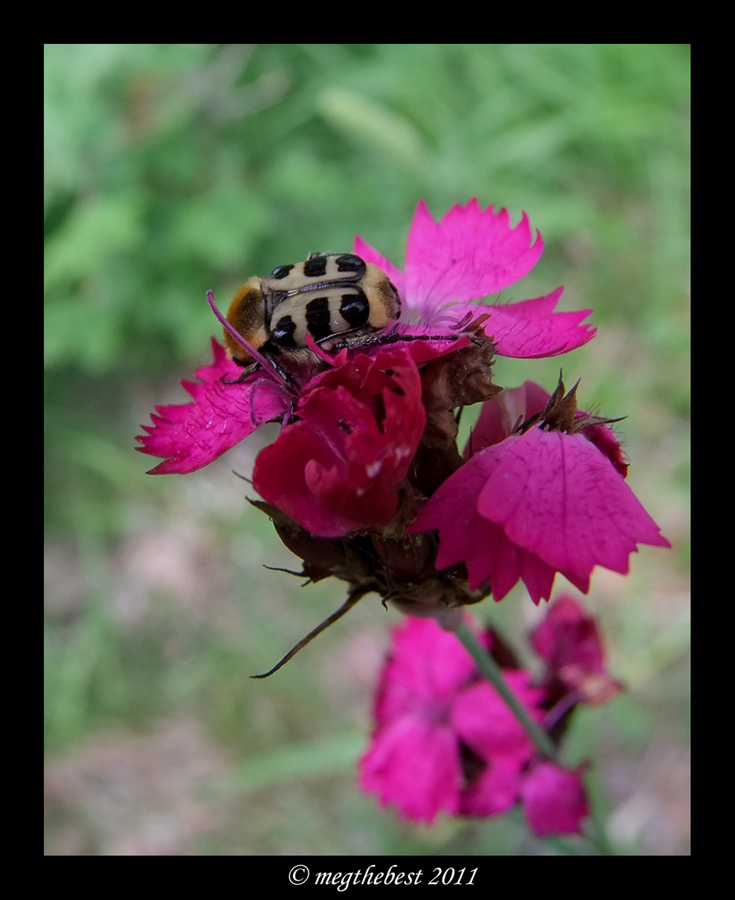 Insect & Flower