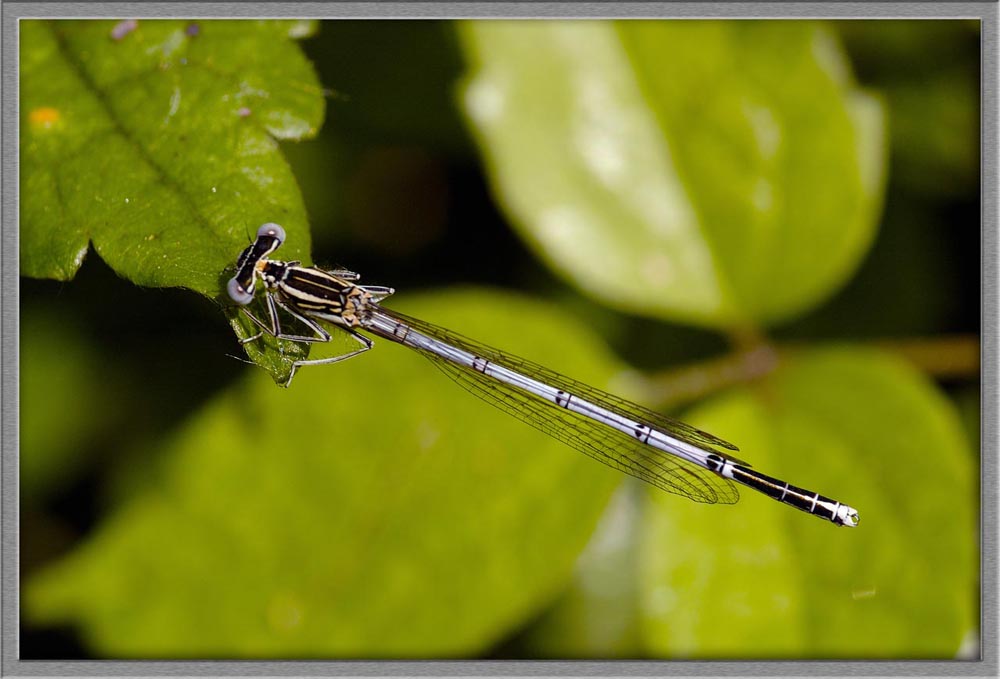 Libellula