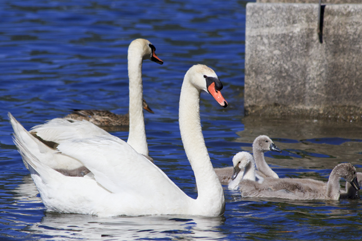 famigliola