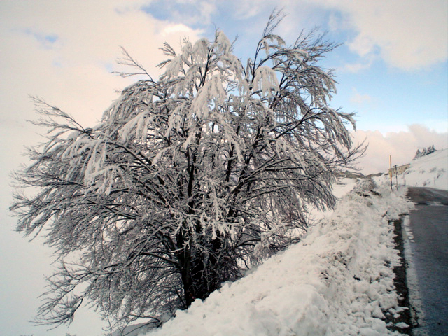 Albero innevato