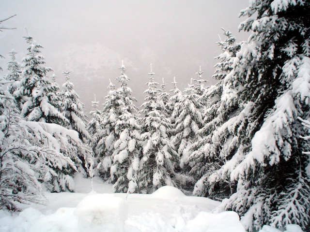 Abeti con la neve
