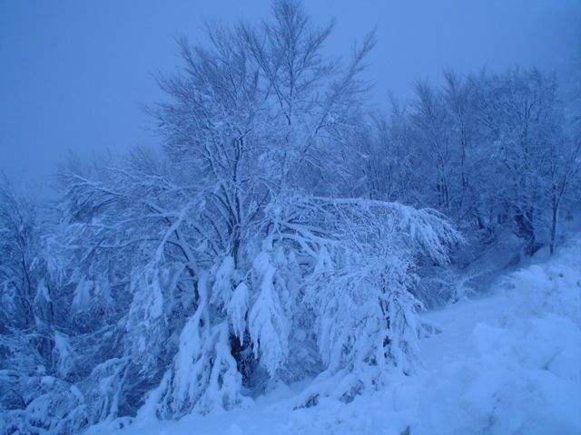 Alberi innevati blu