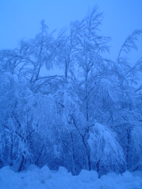 Alberi blu