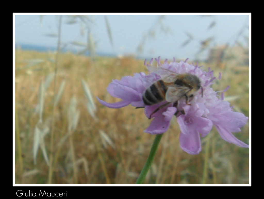 Ape su un fiore